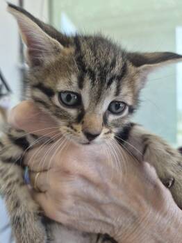 Domestic Medium Hair and Tabby Cats Available for Adoption in Livonia, Michigan - C319 Litter Rex | PetCurious