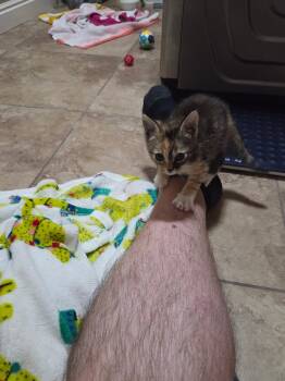YooHoo -  Domestic Short Hair Cat for Adoption in Fruit Heights, Utah - YooHoo | PetCurious