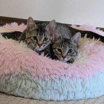 Casey Dia -  Domestic Short Hair Cat for Adoption in St. Louis, Missouri - Casey Dia | PetCurious