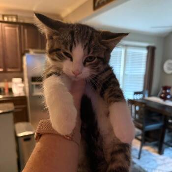 Rivet -  American Shorthair Cat for Adoption - Rivet | PetCurious