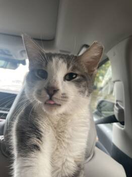 Rescue Domestic Short Hair Cats for Adoption in Jemez Pueblo, New Mexico - Orion | PetCurious