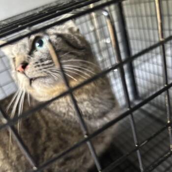 WILD MEOW -  Domestic Short Hair Cat for Adoption in Greensboro, North Carolina - WILD MEOW | PetCurious