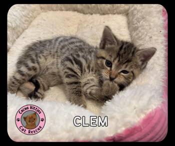 Domestic Short Hair Cats Available for Adoption in Hershey, Pennsylvania - Clem | PetCurious