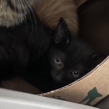 Paris -  Domestic Medium Hair Cat for Adoption in Durham, North Carolina - Paris | PetCurious
