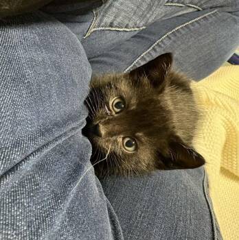 Domestic Medium Hair Cats Available for Adoption in Dallas, Texas - Bogart | PetCurious
