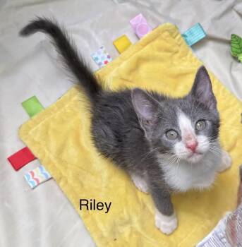 Domestic Short Hair Cats Available for Adoption in Safety Harbor, Florida - Riley | PetCurious