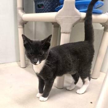 Tap -  Domestic Short Hair Cat for Adoption in Phoenixville, Pennsylvania - Tap | PetCurious