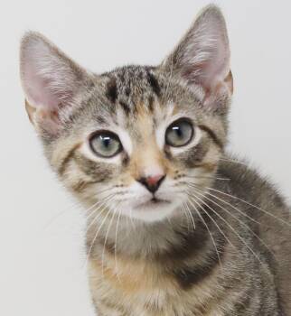 Hazel the teeny tiny super model - Doesn