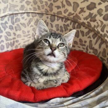 Butter -  Domestic Short Hair Cat for Adoption in Houston, Texas - Butter | PetCurious