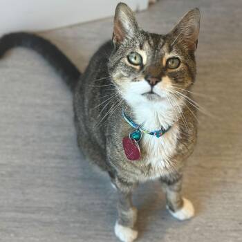 Devo -  Domestic Short Hair Cat for Adoption in Port Washington, New York - Devo | PetCurious