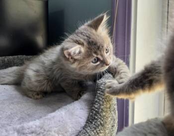 Susan -  Domestic Long Hair Cat Available for Adoption in Buford, Georgia - Susan | PetCurious
