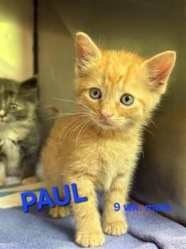 PAUL -  Domestic Short Hair Cat for Adoption in Holbrook, New York - PAUL | PetCurious