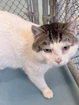 Domestic Short Hair Cats Available for Adoption - Biggie | PetCurious