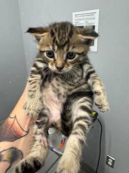 Mamba -  Domestic Short Hair Cat for Adoption in Bloomington, Indiana - Mamba | PetCurious