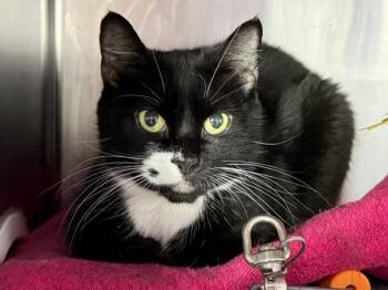 Ora -  Domestic Short Hair Cat for Adoption in New York, New York - Ora | PetCurious