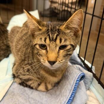 Icon -  Domestic Short Hair Cat for Adoption in Norman, Oklahoma - Icon | PetCurious