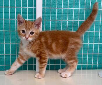 26-23 Leonard -  Domestic Short Hair Cat for Adoption in St. Helens, Oregon - 26-23 Leonard | PetCurious