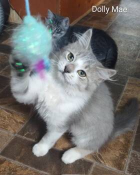 Dolly Mae -  Domestic Medium Hair Cat for Adoption in Fredericton, New Brunswick - Dolly Mae | PetCurious