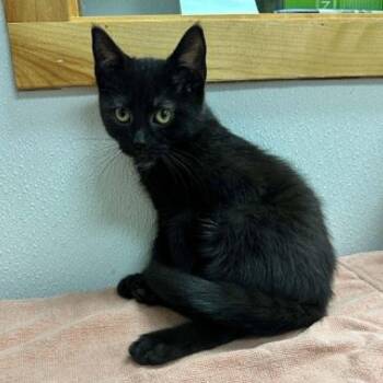 Gooseberry -  Domestic Short Hair Cat for Adoption in Candler, North Carolina - Gooseberry | PetCurious