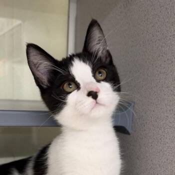 Turkey -  Domestic Short Hair Cat for Adoption in Colorado Springs, Colorado - Turkey | PetCurious