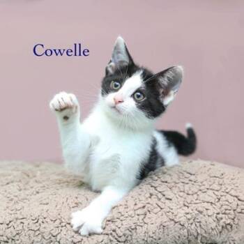 Cowelle -  Domestic Short Hair Cat for Adoption in Parma, Ohio - Cowelle | PetCurious