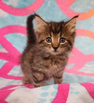 Peggy -  Domestic Short Hair Cat for Adoption in Thief River Falls, Minnesota - Peggy | PetCurious