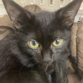 Baby Girl -  Domestic Short Hair Cat for Adoption in Charleston, West Virginia - Baby Girl | PetCurious