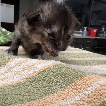 Chia -  Domestic Short Hair Cat for Adoption in Oak Park, Illinois - Chia | PetCurious
