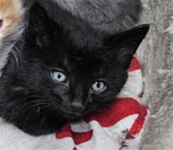Domestic Short Hair Cats Available for Adoption in Stockton, California - A375500 | PetCurious