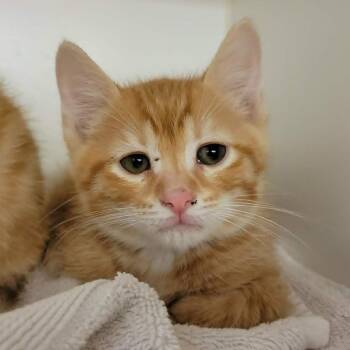 Ash -  Domestic Short Hair Cat for Adoption in Columbia, Missouri - Ash | PetCurious