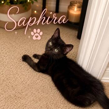 Saphira -  Domestic Short Hair Cat for Adoption in Newark, New Jersey - Saphira | PetCurious