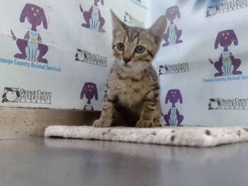 A600139 -  Domestic Short Hair Cat for Adoption in Orlando, Florida - A600139 | PetCurious