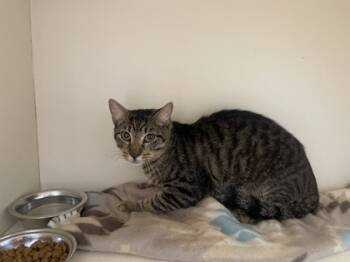 Rescue Domestic Short Hair Cats for Adoption in Chamblee, Georgia - Kat | PetCurious