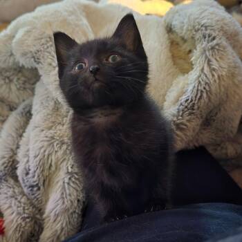 Velvet -  Domestic Short Hair Cat for Adoption in Goshen, Indiana - Velvet | PetCurious