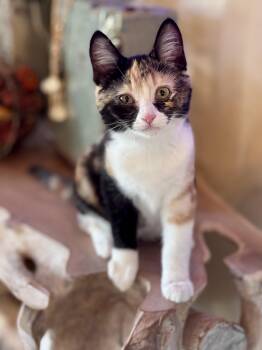 Rescue American Shorthair Cats for Adoption in Lubbock, Texas - Daisy Mae | PetCurious