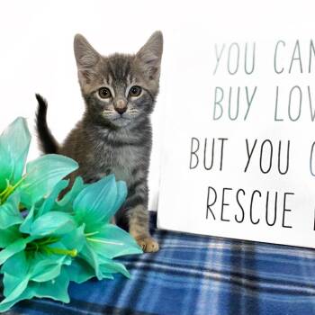 SUGAR BABY -  Domestic Short Hair Cat for Adoption in Graham, Washington - SUGAR BABY | PetCurious