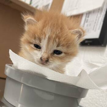Bookworm B2 -  Domestic Short Hair Cat for Adoption in Edinburg, Texas - Bookworm B2 | PetCurious