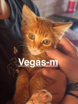 Vegas 26 -  Tabby and Domestic Short Hair Cat for Adoption in Brookhaven, Mississippi - Vegas 26 | PetCurious