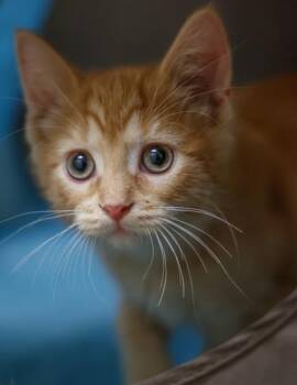 Golden -  Domestic Short Hair Cat Available for Adoption in Verona, Wisconsin - Golden | PetCurious