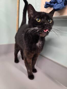 Jewels -  Domestic Short Hair Cat for Adoption in Athens, Tennessee - Jewels | PetCurious