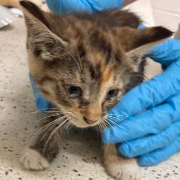 Wendy -  Domestic Short Hair Cat for Adoption in Auburn, Alabama - Wendy | PetCurious