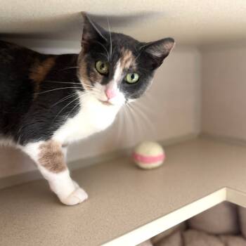 Rescue Domestic Short Hair Cats for Adoption in Wheeling, Illinois - Gossamer | PetCurious