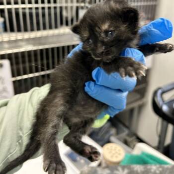 Domestic Short Hair Cats Available for Adoption in Kanab, Utah - Laguna | PetCurious