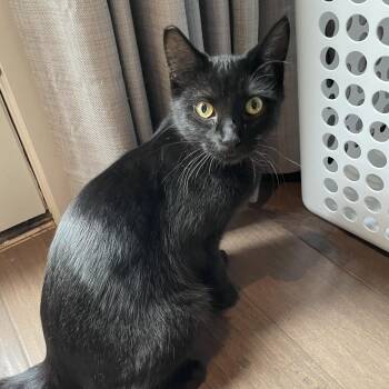 Rescue Domestic Short Hair Cats for Adoption - Amelia | PetCurious