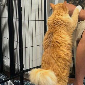 Buffy Scally (Elliot) -  Domestic Medium Hair Cat for Adoption in Allen, Texas - Buffy Scally (Elliot) | PetCurious