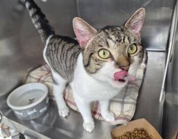 Cody -  Domestic Short Hair Cat for Adoption - Cody | PetCurious