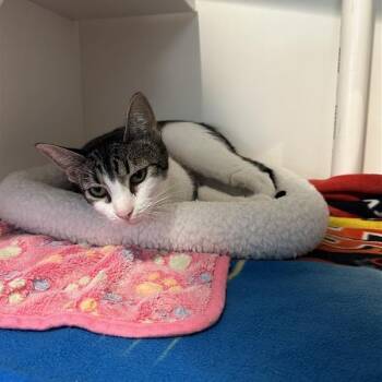 Rescue Domestic Short Hair Cats for Adoption in Buellton, California - Pumpkin | PetCurious