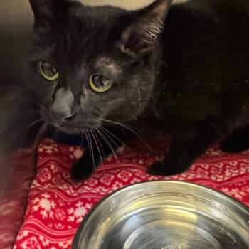 Euphoria -  Domestic Short Hair Cat for Adoption in Murray, Utah - Euphoria | PetCurious