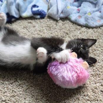 Brook -  Domestic Short Hair Cat for Adoption in Fishers, Indiana - Brook | PetCurious