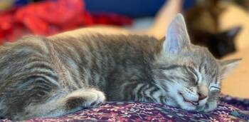 Rescue Domestic Short Hair Cats for Adoption in Oklahoma City, Oklahoma - Lock | PetCurious